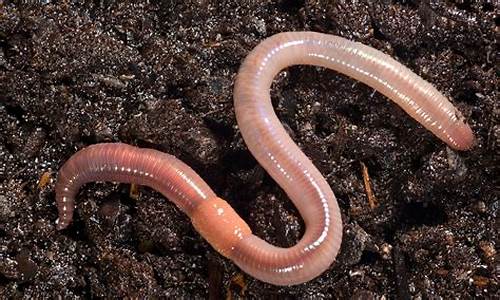 earthworm 源码